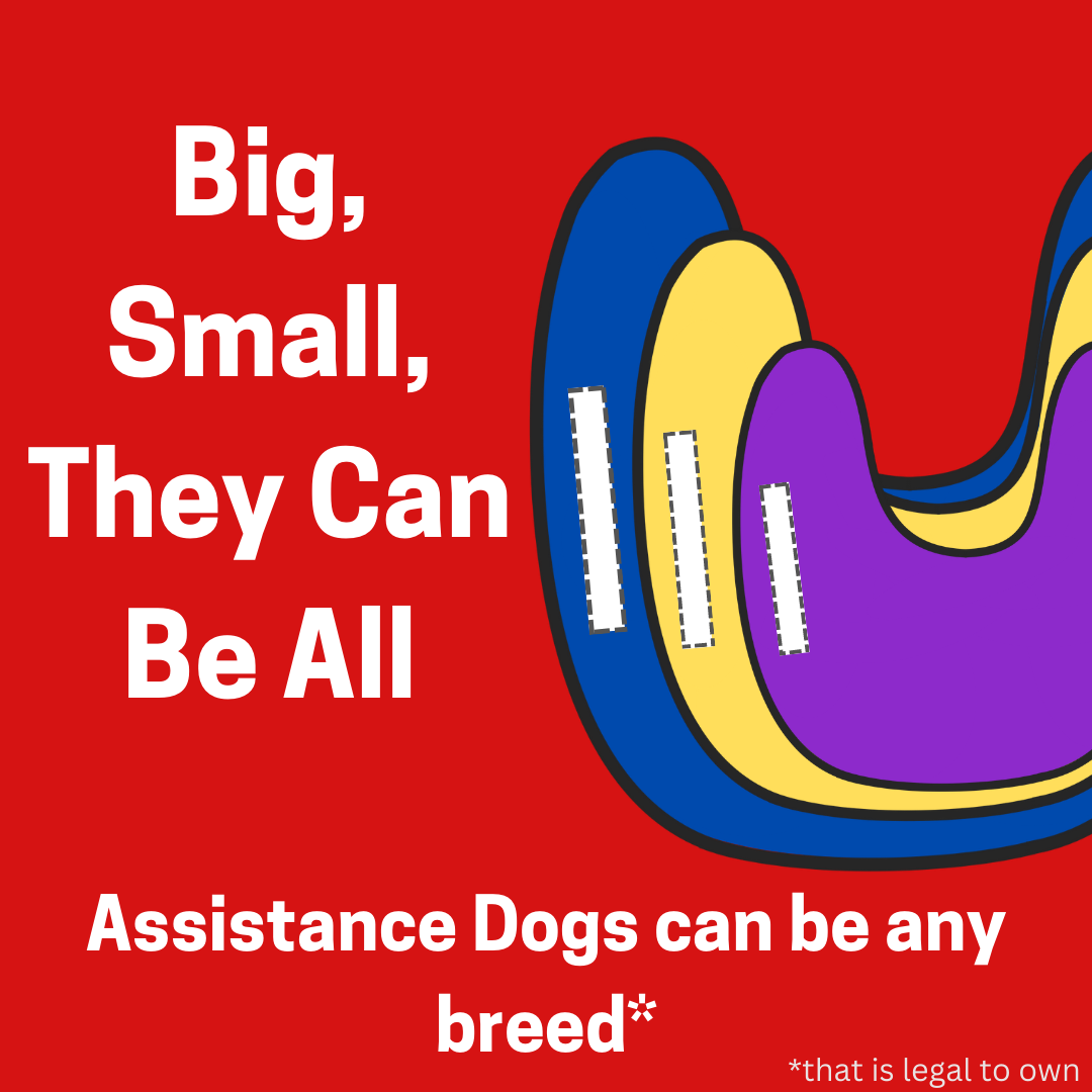 There is a big blue vest with a medium sized yellow vest on top of it and a small purple vest on top of that. To the right it says in white text Big, Small, They can be all. Assistance Dogs can be any breed* *that is legal to own. It is an cartoony style on a red background